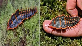 The Trilobite Beetle 🪲 A Living Fossil from the Age of Dinosaurs