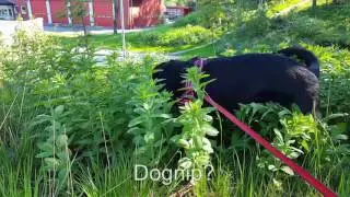 Dognip?