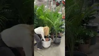 We LOVE all the planters right now at Costco for under $50 🪴#costco #costcofinds #plants #planters