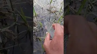 Catching fish with bare hands requires patience, quick  steady grip  silent movements.#shorts