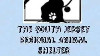 Field Trip to the South Jersey Regional Animal Shelter