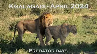 Kgalagadi Transfrontier Park - Predator days