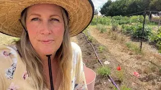January/Feb Australian Flower Farm update | Should you pinch out Cosmos & zinnias? | PLUS weddings!!