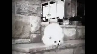 how gabe the dog died~discord  