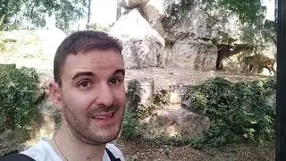 #1 :  TIGRE DEL BENGALA