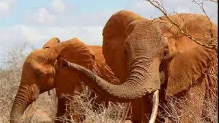 Elephant Trunk Noise Sound Effect