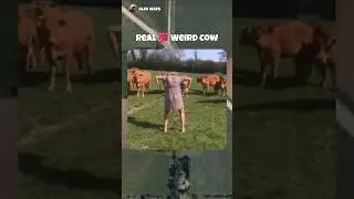 Real 💯 Weird Cow 🤯 On Google Maps #alexmaps