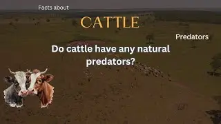 Cattle Fact 43 - Do cattle have any natural predators?