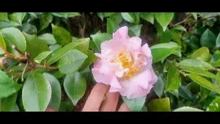 January 25, 2026-Our Sunday Walk through My Mobile House and Garden