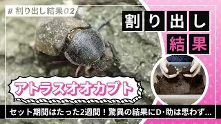 【驚異の繁殖力！】アトラスオオカブトの産卵セットの結果がヤバすぎたw
