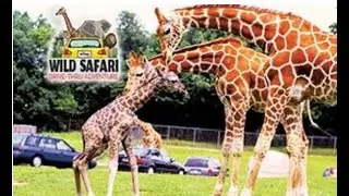 Six Flags Great Adventure Safari Drive Thru | Tour and Review | June 2020 | [MOM ON THE GO]