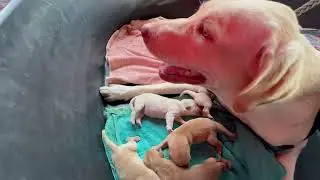 Cute Little Puppy Nursing