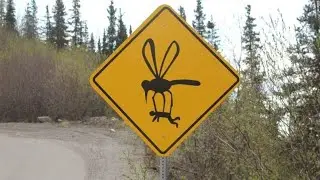 Protect Yourself From Ticks Mosquitos