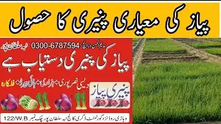 Where to buy authentic onion nursery | piaz ki paneeri | پیاز کی اصلی پنیری کی دستیابی
