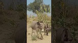 donkey #animals #farmanimalct #funnydonkey #nature #animallife #funnyanimal