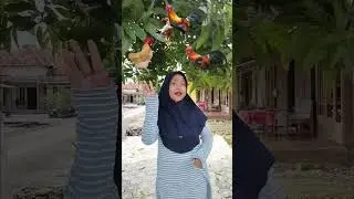 Kakak Ayam 🐓🐓🐓
