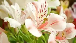 Beautiful Tiger Lily Flowers Combined With Relaxing Instrumental Symphony
