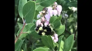 Take 5 with Jack - Ep. 25 Manzanita, Tapestry of Life