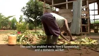 Girinka Munyarwanda: Magic Cow Rwanda