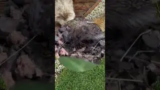 Wild hedgehog can eat cat food;) #cat #hedgehog #catfood #animals #zwierzaki #jeże #koty