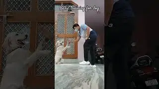 Basic Training for home | Remote control dog trained |#Dogtraining #dogtrainer #traineddogs #realdog