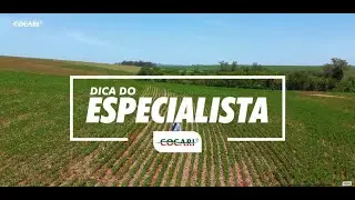 Dica do Especialista   Manejo Integrado de pragas