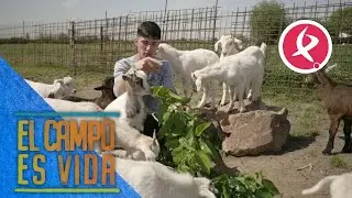 Las ramas del moral son un manjar para los chivos más pequeños de Jose | El campo es vida