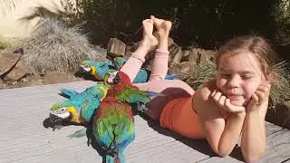 Ara bleu 