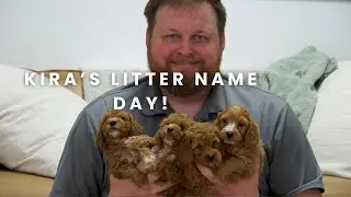 Kira & Elias F1B Cavapoo Puppies | Name Day!