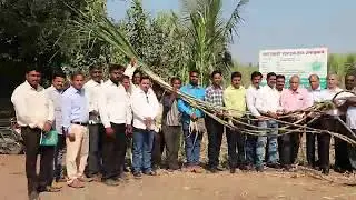 World Record Sugarcane Production 1600 Quintals /Acre