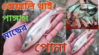 বোয়ালি থাই পাঙ্গাস মাছের|(৪)|ইঞ্চি সাইজের পোনা Thai Pangas Fish Fry Sale