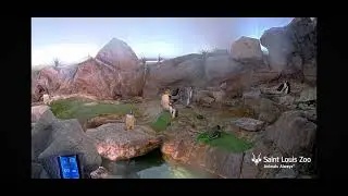 STL Penguins Zoocam Student Project Clip 3