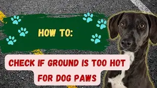 How to Check if Ground is Too Hot for Dog Paws