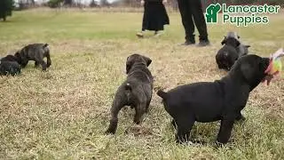 Outgoing Cane Corso Puppies