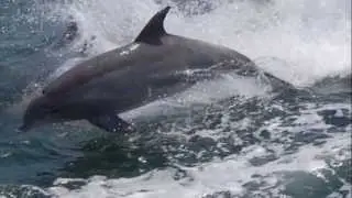 Cape May Whale Watcher Sunset Cruise