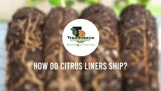 How Do Citrus Liners Ship?