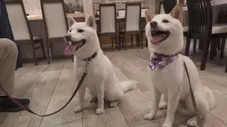 ドッグカフェデートした白柴犬達が思いもよらない行動にでた！！