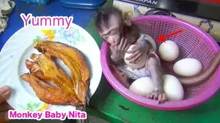 Cooking Monkey Baby Nita Sleeping Hug Egg Wait MaMa Do Cooking