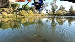 Kings River Trout Fishing - Came back to the same spot and trout still on fire!