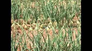 LA CEBOLLA, FUERZA AGR&Iacute;COLA EN QU&Iacute;BOR