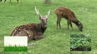 visayan spotted deer