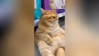 Драматический кот ☺️😁