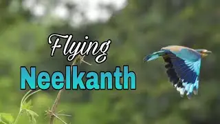 Udta hua neelkanth | Indian Roller Bird Flying