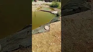 working on the upper pond waterfall #diypond #waterfall #naturalpondfilter #homestead