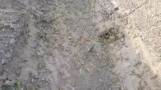 worst Locust attack in noshki  balochistan 2020