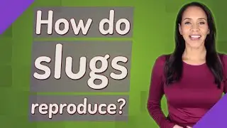 How do slugs reproduce?