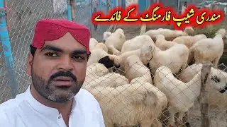 7 September 2025 || Mundri Bherain | Private Bherain Farming Rehnuma | Mundra Goat Farm