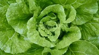 Cabbages