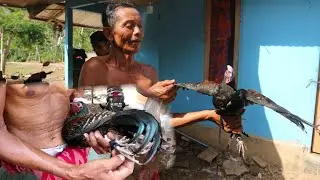 Tak terduga pak TUA akan dapat ayam hutan hijau lagi