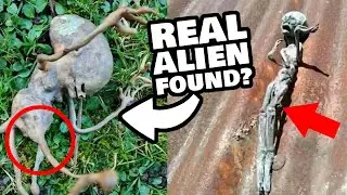 &lsquo;REAL&rsquo; ALIENS EXPLAINED & DEBUNKED! Origin of the Reddit &lsquo;Garden Alien&rsquo; and the &lsquo;Mushroom Alien&rsquo;